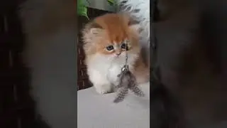cat #shorts