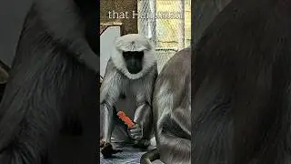 Do you that Hanuman Langurs are impressive jumpers? #hanumanlangur #outdoorswithfamily