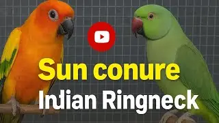 Sun Conure & Indian Ringneck Parrot #Sun Conure#birds #parrot #sunconure #viral Video