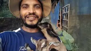 মা ছাড়া ব্ল্যাক বেঙ্গল ছাগলের দুইটা বাচ্চা কি ভাবে বেচে আছে।