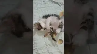 Cute Kitten #Fyp #cat