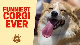 Ultimate Corgi 🐶 Fail Compilation - Funniest 😂😂 Corgi Videos Ever