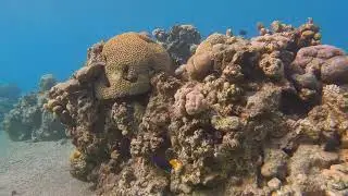 Eilat  - Diving The Caves site, morning dive