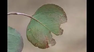 The Lost Ark - Sonata in Leaf Minor