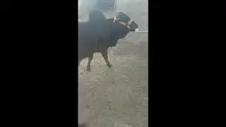 Ansari Cattle Farm || MASHALLAH || Beauty  Collection 2019