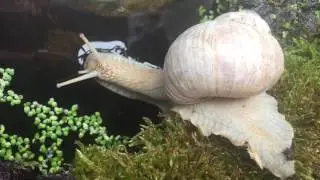 Sensibel, beharrlich & inteligent: Helix pomatia (Die Weinbergschnecke) 2