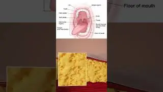Digestion System Animation 3d Model #anatomy #science #science_facts #3d #meded #viral_video