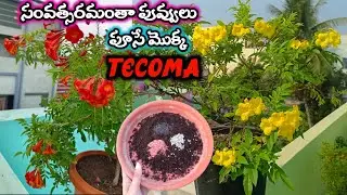 Best Summer Flower Plant Tecoma | Yellow bells Plant | సంవత్సరమంతా పువ్వులు పూసే మొక్క Tecoma Care