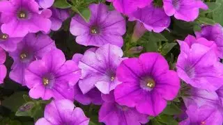 Petunia plant full care video |By Little green |