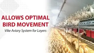 Chore-Time VIKE&trade; Aviary System for Layers