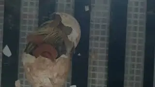 Embden Goose Hatching