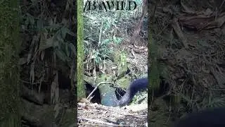 #tayra #viejodemonte #brasil #bwild