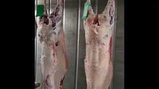 just harvested lamb carcasses in the hanging cooler #fresh #grassfed #grassfinished @circlecfarmfl