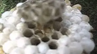 geitungar lifandi lirfur