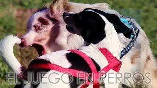 Etolog&iacute;a canina - El juego en perros - Biolog&iacute;a del comportamiento - Documental
