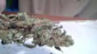 2 reefer strains - cool budshots