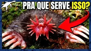A EVOLUÇÃO INSANA das TOUPEIRAS