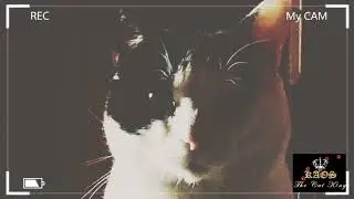 Foreground Mix  #1 -- FUNNY CAT Kaos