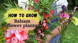 How to grow Easily Balsam flower plants in our garden?आसानी  से बालसम फूल के पौधे कैसे उगाएँ?