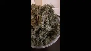 Pineapple Express signing out 8-25-20. Cvault storage review. Medical marijuana, cannabis, pot, weed