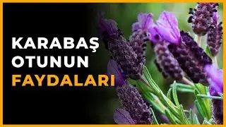 Karabaş Otu T&uuml;ketmeniz i&ccedil;in 17 Neden - Karabaş Otu Faydaları