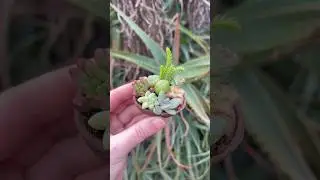 rooting mini succulents