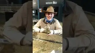 Oyster
