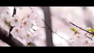 David Hammond Visuals - Demo Reel 2019