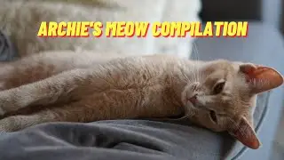 Archie Meow Mrrrp Compilation