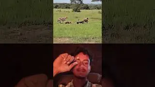 Hyenas Are Thieves, But Lions Are Kings #trending #animals#wildlife #shorts😱😱👍