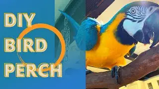 DIY HOMEMADE BIRD PERCH | PARROT SAFE MATERIALS