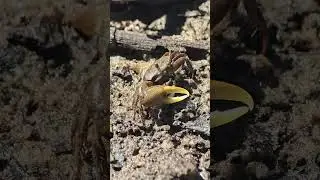 Hungry Krabbs #fypviral #fun #work #shellfish #fiddlercrab