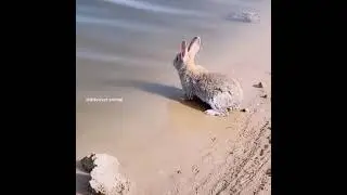 Have you ever seen a rabbit swim? 🐰💦