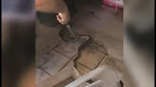 Firefighters save hundreds of snakes, reptiles in fire