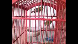 10. burung sirtu cito di jodohkan