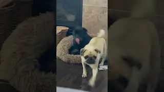 Pug meme , Freedom Pugs