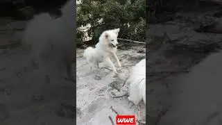 ❤️ dog lover ❤️|#shorts  #youtubeshorts #viral #funny #funnyvideo #puppy #lover #instagram #like
