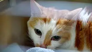Achter de Schermen bij Dierenziekenhuis Eindhoven