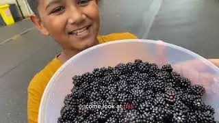 Baking a cake with WILD berries