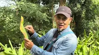 Leaf Blotch & Leaf Spot diseases of turmeric- identification and natural control.