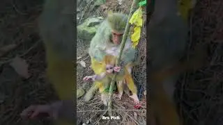 Baby monkeys are very naughty and love to climb trees, keeping the mother very busy to protect