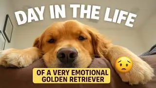 Spend the Day with Us and Our Very Emotional Golden Retriever