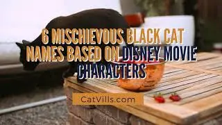 6 MISCHIEVOUS BLACK CAT NAMES BASED ON DISNEY MOVIE CHARACTERS