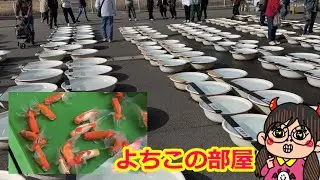 香川県で金魚見てきた!！品評会と即売会‼　　　【日本オランダ獅子頭】