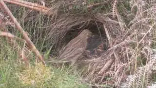 TREE PIPIT in HD (Anthus trivialis)