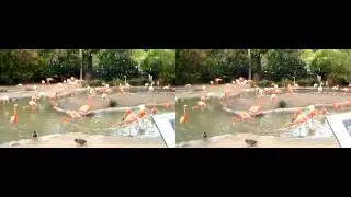Flamingo 3D