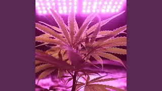 Alle high