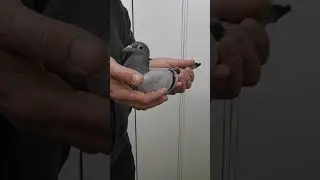 Prezentare pui licitatie Lau Blendea! 