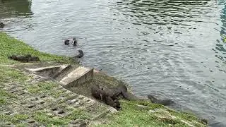 Wild Otter Family Catching Fishes 🦦 🦦 🐟 🐠