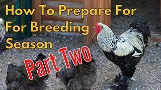 Preparing for Breeding Season - Part Two